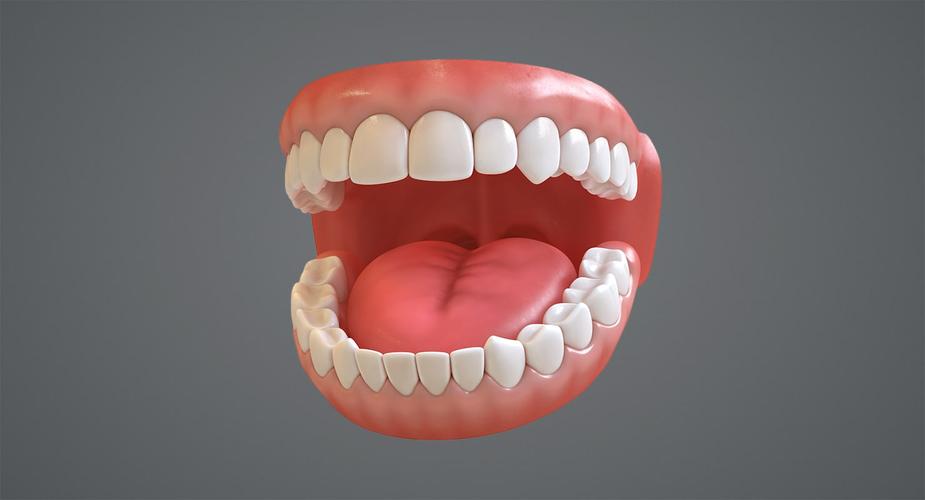 牙3d模型