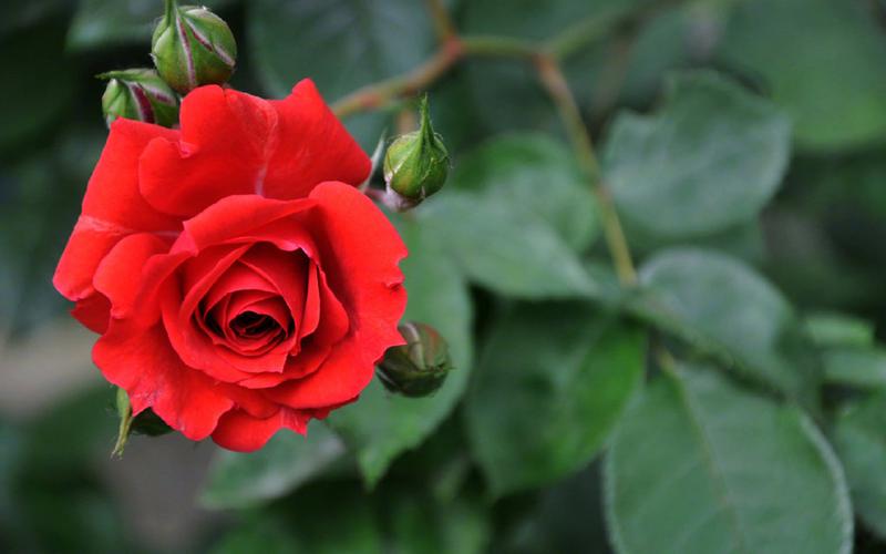 唯美娇艳的红玫瑰图片桌面壁纸