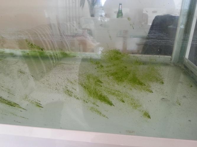 我家鱼缸长了下面这样的绿苔,哪位大虾指导一下应该怎么处理?