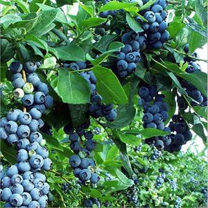 蓝莓果树盆苗  优瑞卡 绿宝石 蓝丰等优质品种供选择【鲁虹园艺】