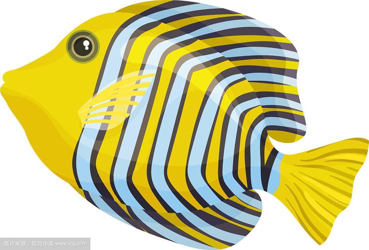 有条纹的黄色鱼