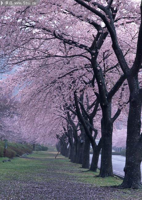 樱花树摄影图片