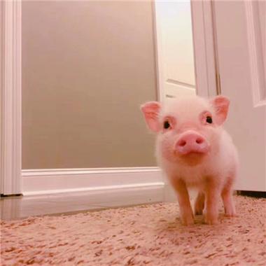 可爱小猪猪头像乌克兰小乳猪