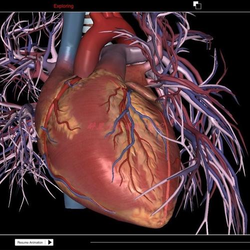 三维心脏和循环系统高级解剖3d heart and circulatory premium新