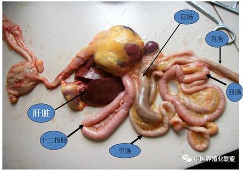 鸭的正常肝脏 肝脏既是机体的生化工厂,又是内分泌器官,免疫器官.