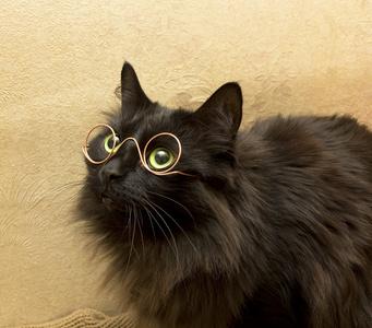 眼镜猫图片