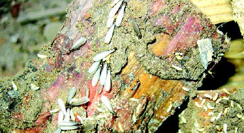 木头上的白蚁成虫和虫卵