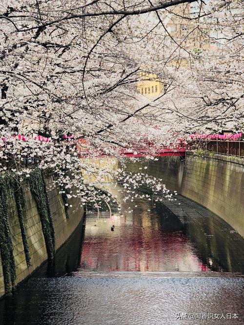 东京樱花季巡礼,好看的赏樱地都在这里了,收藏一下明年可以去看