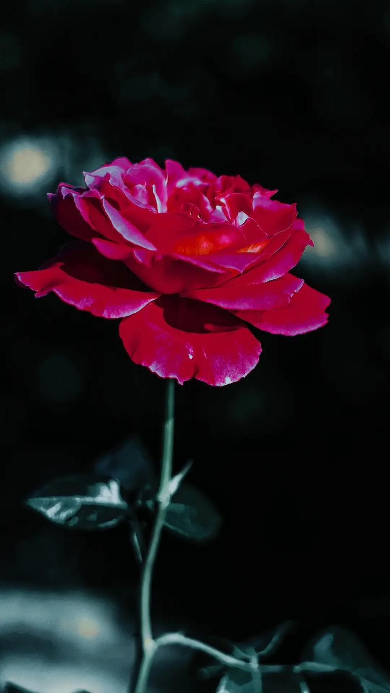 红玫瑰有一个很好的花语,入目无他人,四下皆是你!#玫瑰花壁纸 - 抖音