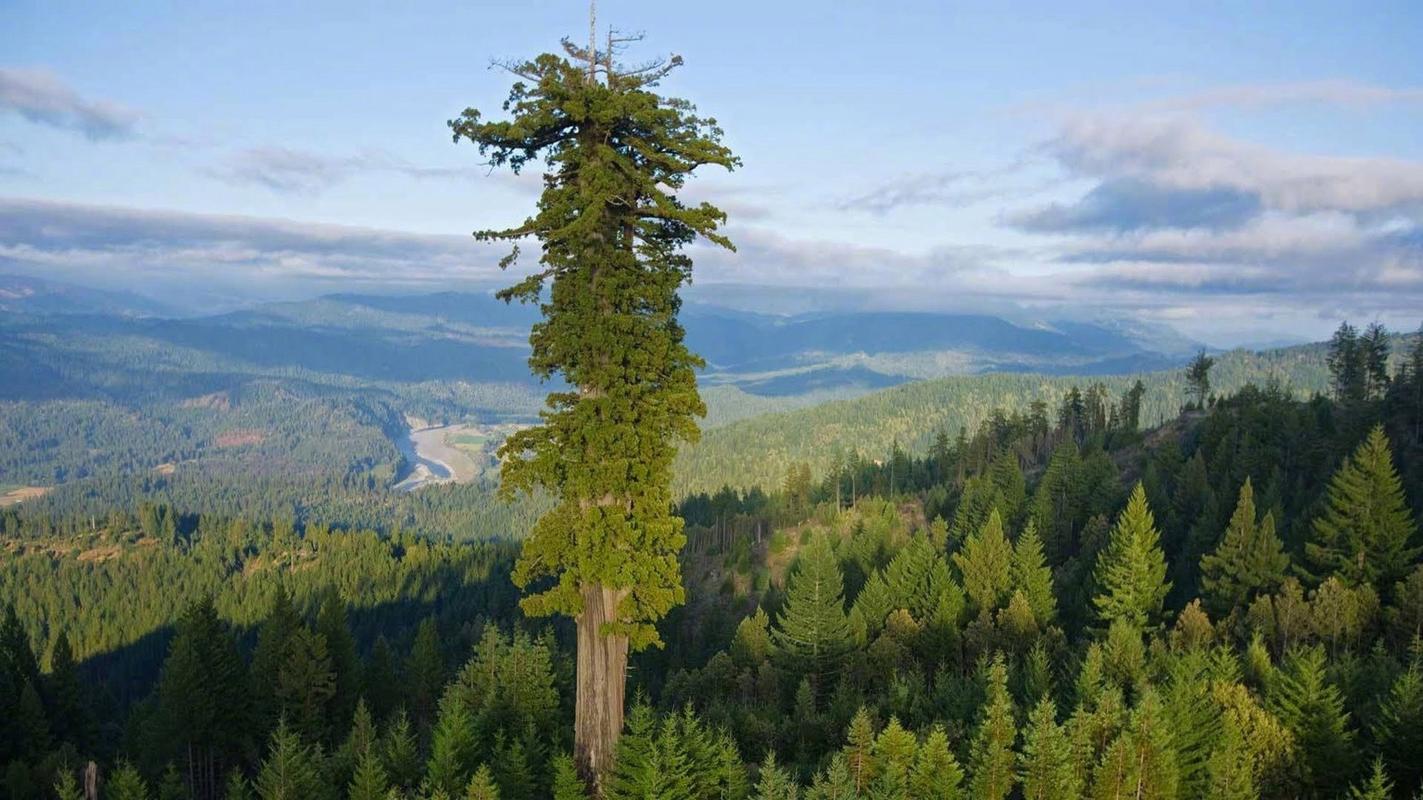 世界上最高的树!