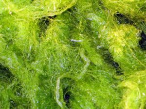 绿藻(俗称青苔)属于藻类植物中的一种低等植物,属于自养型生物,其细胞