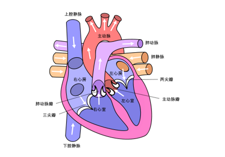 心脏有益而高血压对心脏有害 - 瑞思坦 - 江苏瑞思坦生物科技有限公司