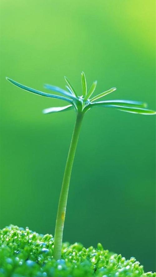 植物,唯美,植物,高清,护眼,绿叶,手机壁纸,1080x1920