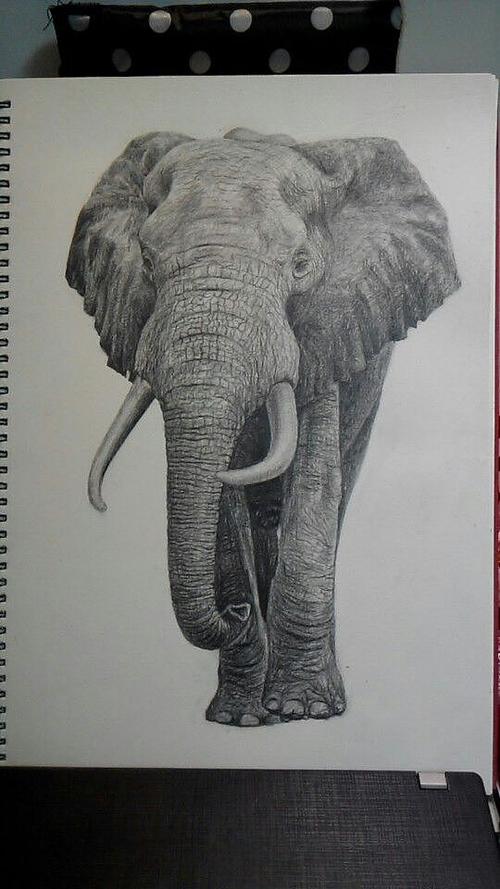 大象素描练习