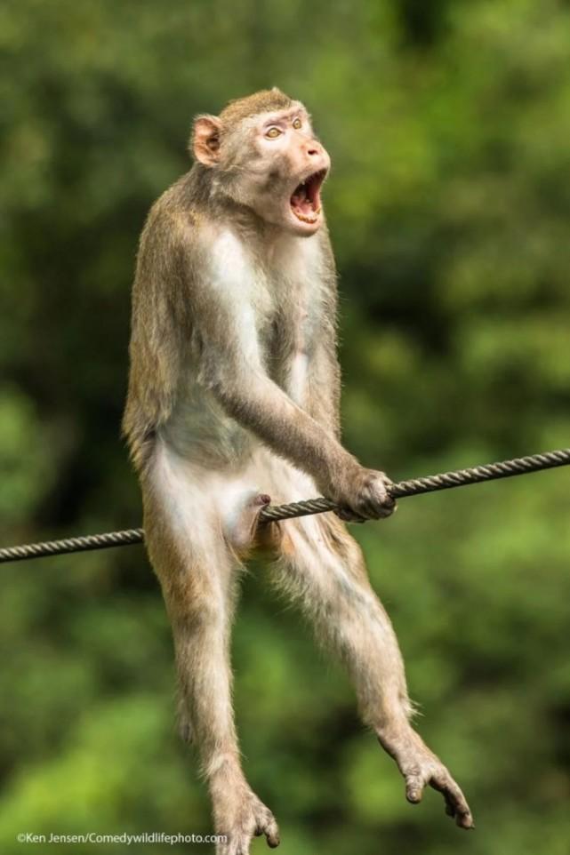 搞笑动物摄影奖入围作品,这只猴子成焦点