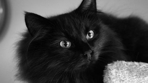 壁纸 蓬松的黑猫,眼睛,看看 2560x1920 hd 高清壁纸, 图片, 照片