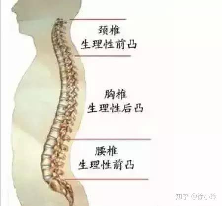 正常的人体脊椎生理弯曲图