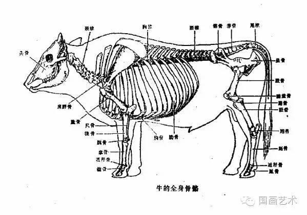 牛的全身骨骼图本教程摘录自《美术爱好者之友-怎样画牛》,臧旭珲 潘