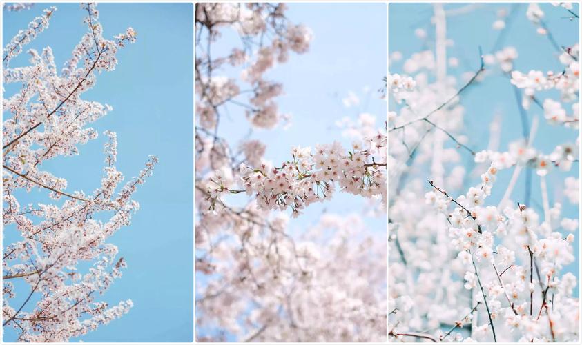 【壁纸】在春天樱花树下. 遇见你,真的很美好