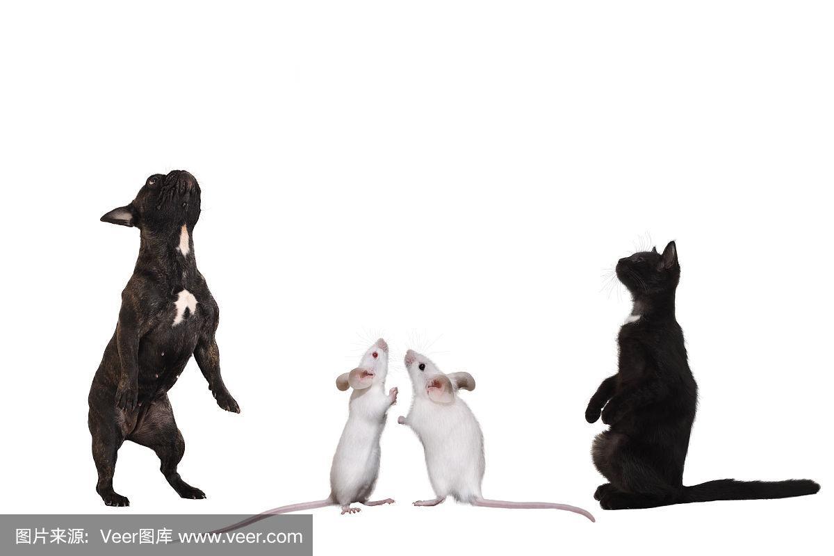 猫,狗和老鼠站在滑稽的姿势.白色背景