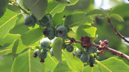黑枣的花,果,蒂 橡树摄影网