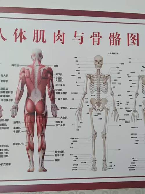 人体肌肉解剖图挂图人体内脏结构图全身器官分布穴位图人体骨骼图 z