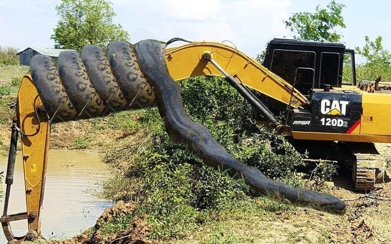 挖掘机挖出大蛇,工人当场徒手抓蛇