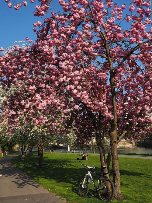 公园里的樱花树