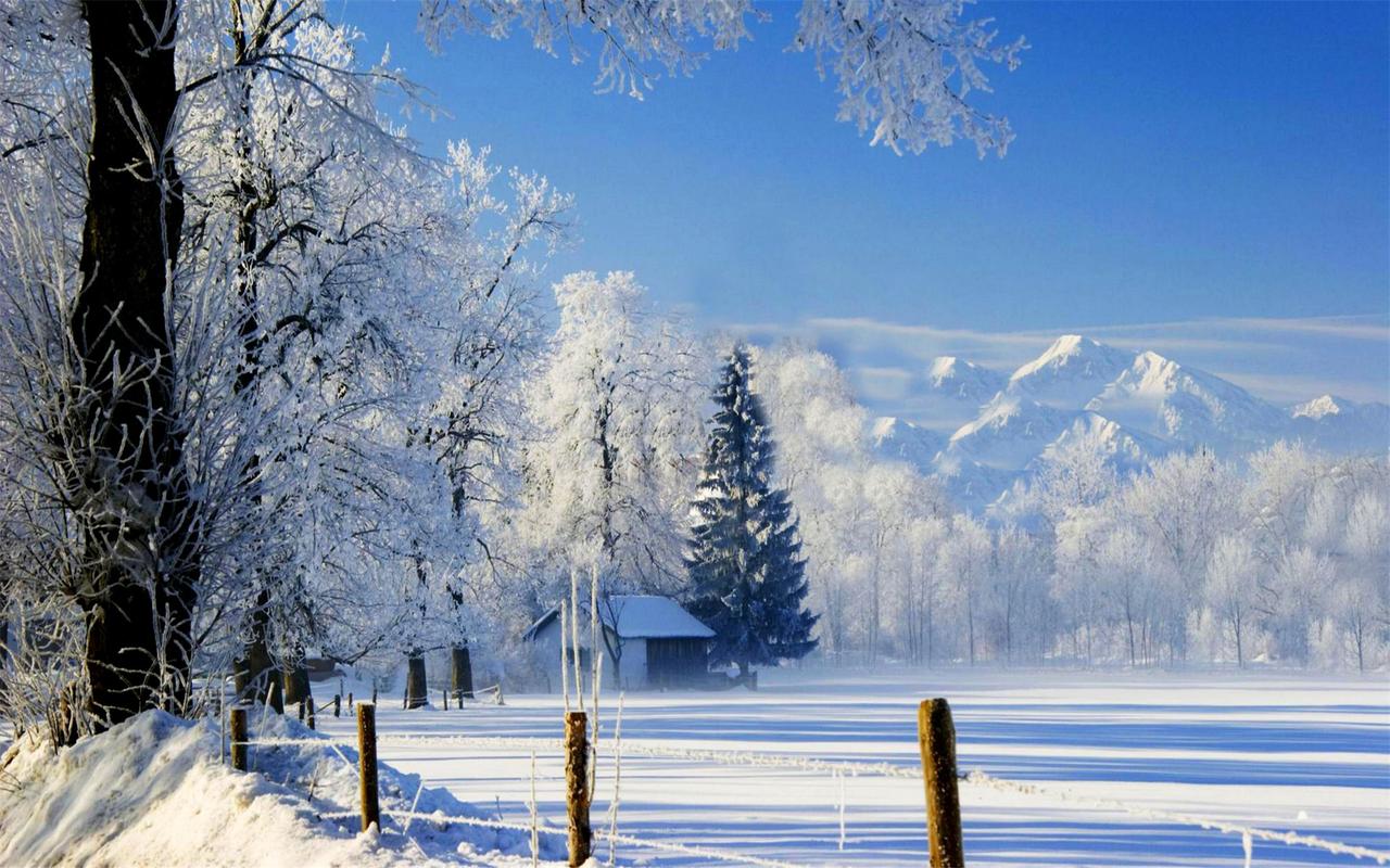 雪中的大树唯美梦幻桌面壁纸