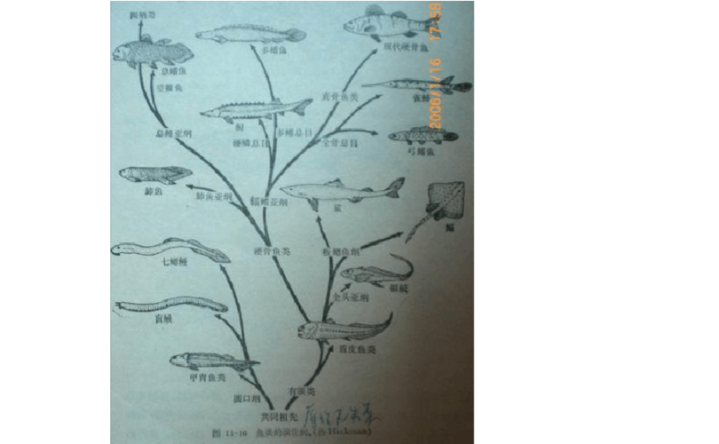 鱼类的进化树