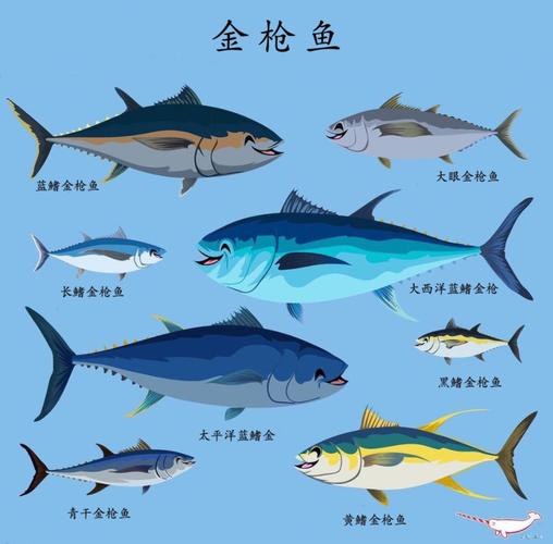其实金枪鱼的种类很多,其中有5属15种,各种金枪鱼之间差异很大.