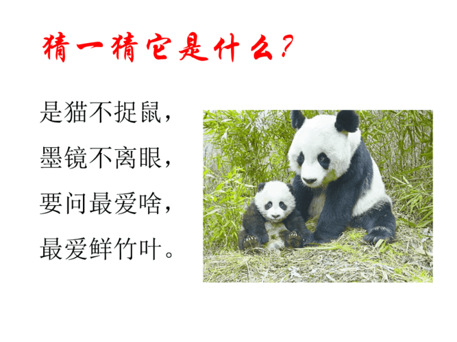 国宝大熊猫资料