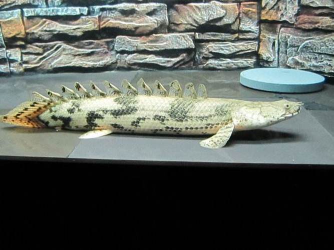 全球最漂亮的恐龙鱼--虎纹恐龙王鱼到底多凶 为什么没人养恐龙鱼