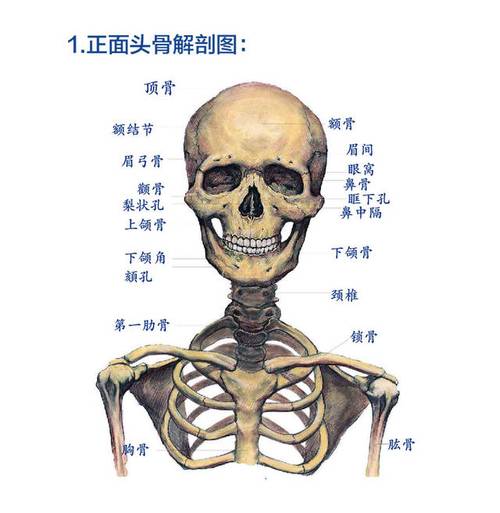 头部是靠头骨支撑起来的,头部外表的凹凸起伏都是源于内部的骨骼结构