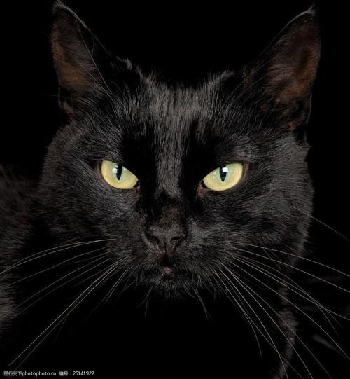 可爱黑猫图片图片-图行天下图库