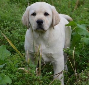 拉布拉多幼犬纯种奶白色