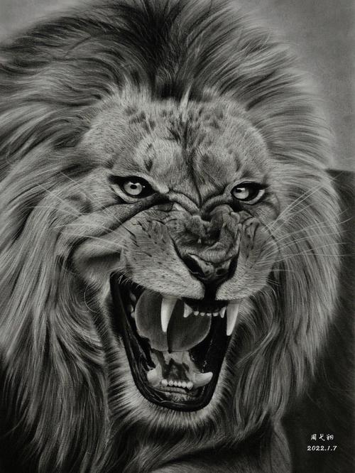 素描动物狮子03一只正在怒吼的雄狮