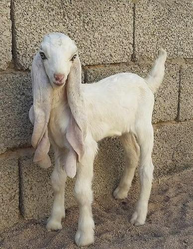 大马士革山羊 全世界最丑的山羊 但肉质很好吃
