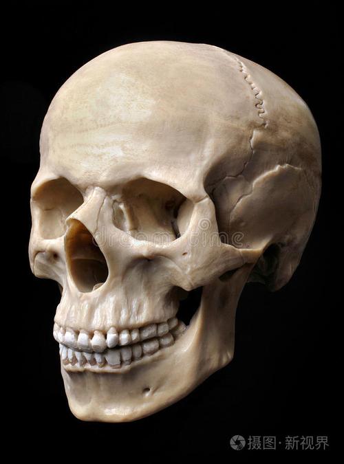 下载小样发票合同问题/举报人类头骨头骨透视颅骨人头骨模型颅骨医学
