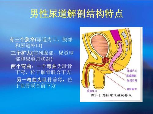 男性尿道解剖结构特点 有三个狭窄(尿道内口,膜部 和尿道外口) 三个