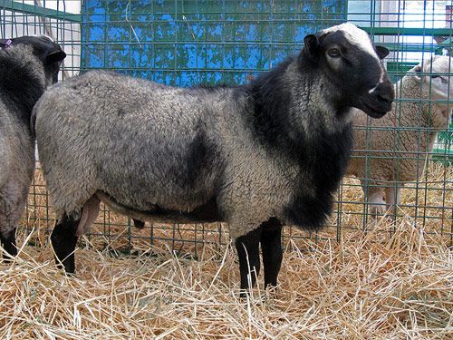 罗曼诺夫 羊 - 品种羊