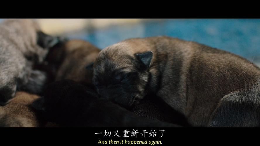《一条狗的使命2》:优缺点并存的宠物电影_贝利