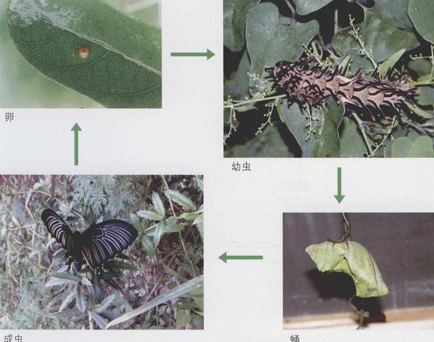 蝴蝶的一生要经过卵—幼虫—蛹—成虫4个时期的变化,为完全变态昆虫.