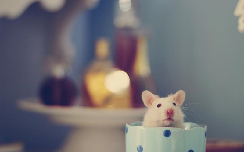 超可爱小白鼠唯美高清桌面壁纸分享!