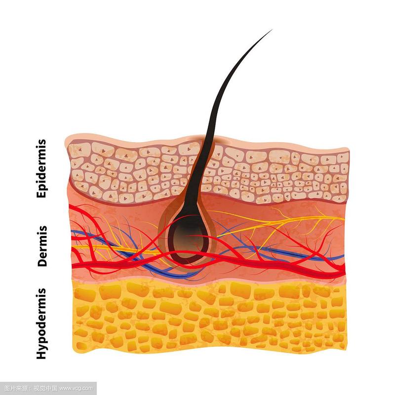 详细的人体皮肤结构与毛发医学