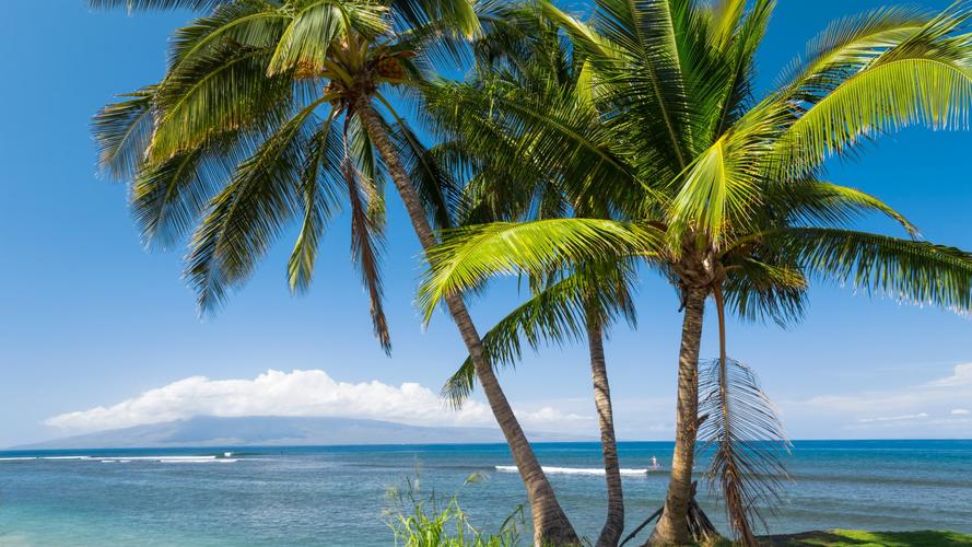 美国夏威夷海岸棕榈树风景壁纸