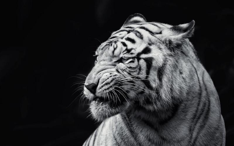 老虎,背景,野兽,高清图片,动物-纯色壁纸