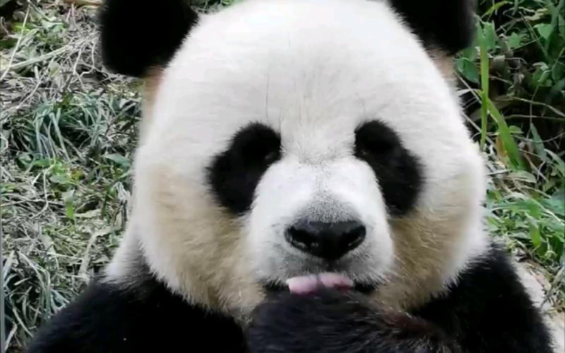 大熊猫帅帅的大脸盘子