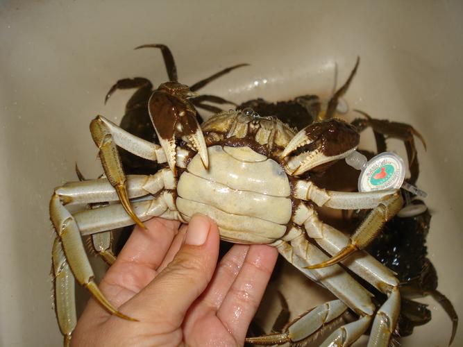 绝对不能吃死了的大闸蟹2,蒸大闸蟹的时候,要将螃蟹盖朝下放到盘子里