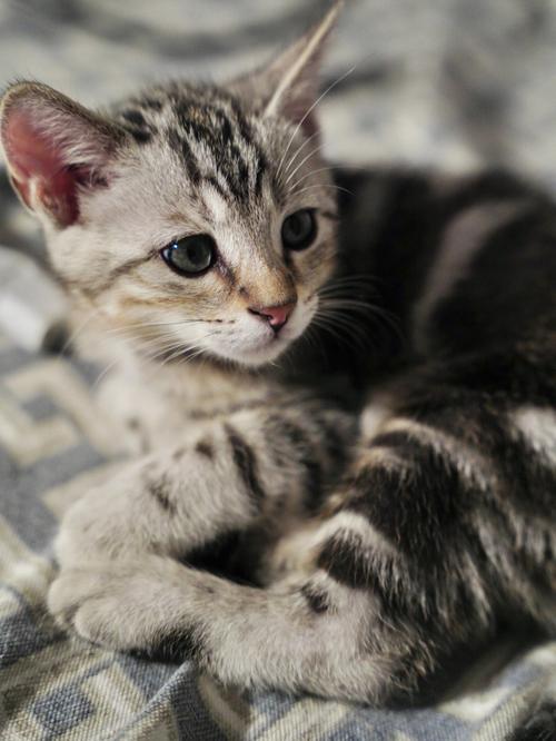 小猫咪丨小猫咪都是可爱的小混蛋